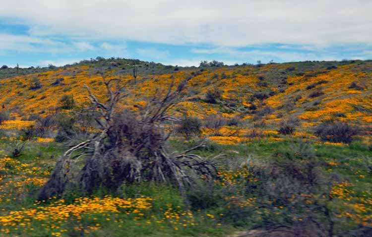 yellow wildflower fields